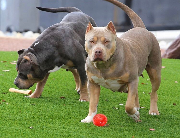 bully puppies