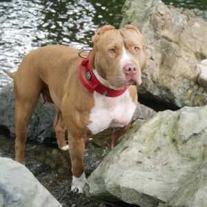Pocket American Bully puppy