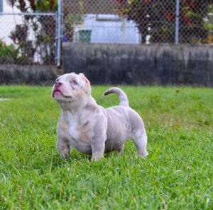 Pocket Bully Puppies For Sale