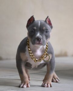 Pocket Bully Puppy for sale