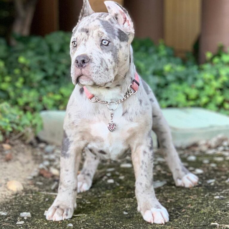 Standard American Bully Puppy