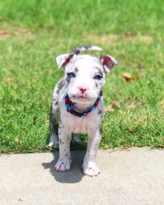 Standard American Bully puppy