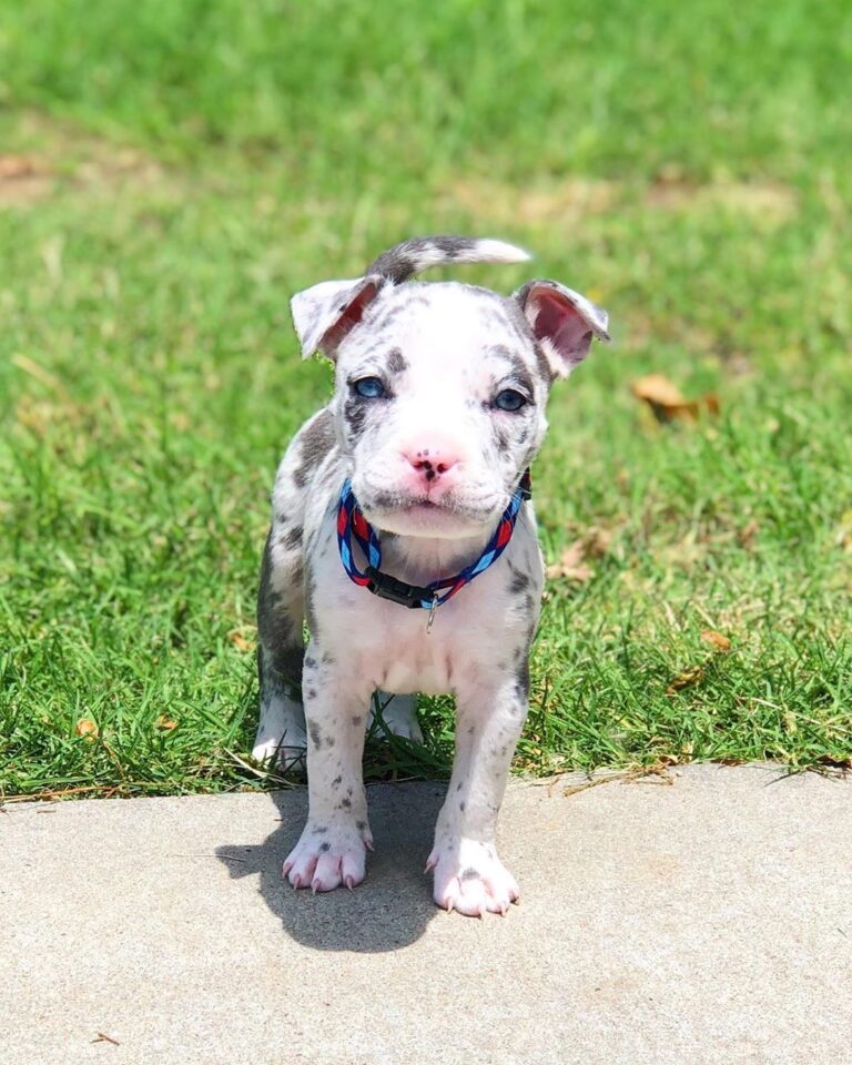 Standard American Bully puppy