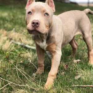 Female XL American Bully