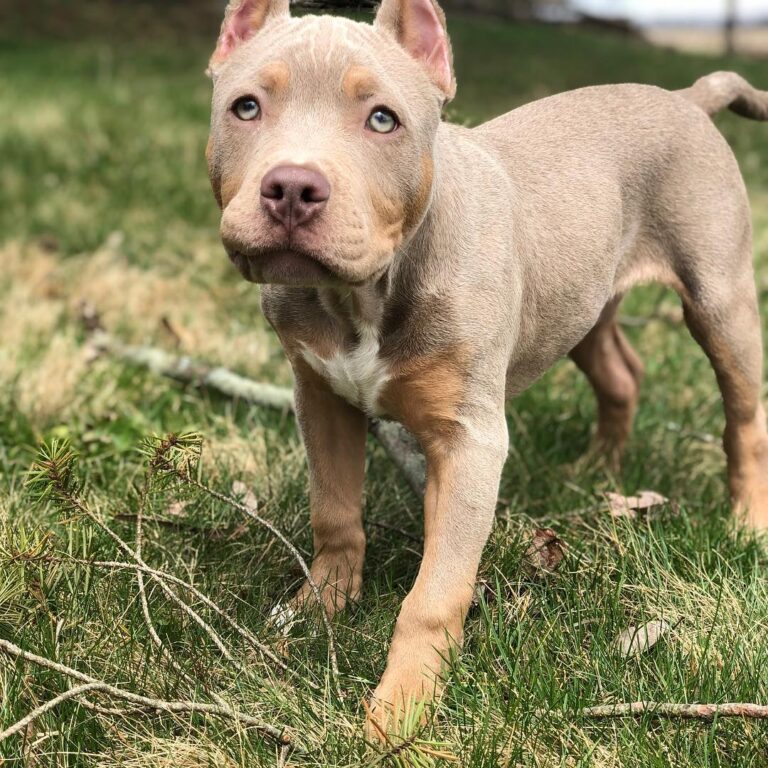 Female XL American Bully