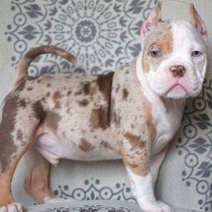 Buy Pocket Bully Puppy Online