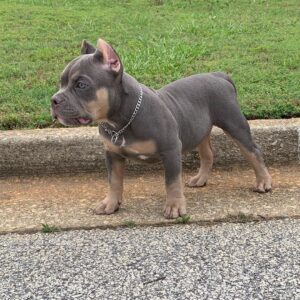 American Pocket Bully