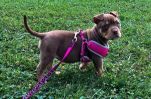 Pocket American Bully Puppy