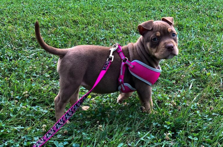 Pocket American Bully Puppy