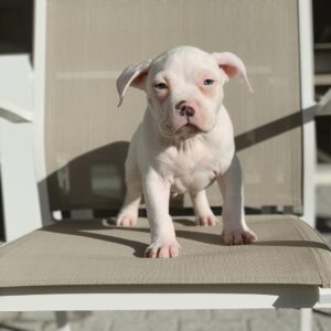American Bully Puppy