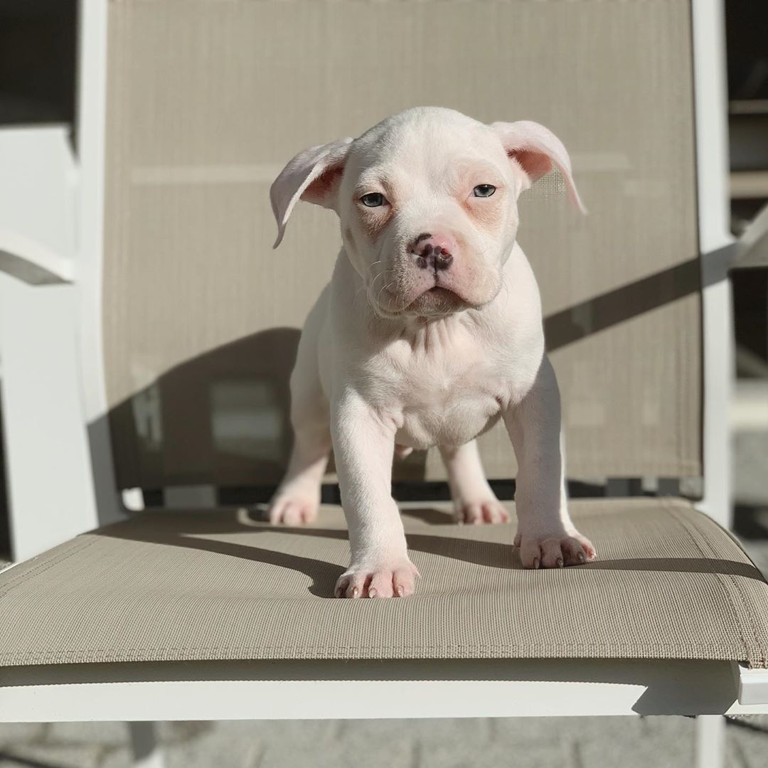 Name: Mozza (Male)<br>Breed: Amerian Standard Bully shona