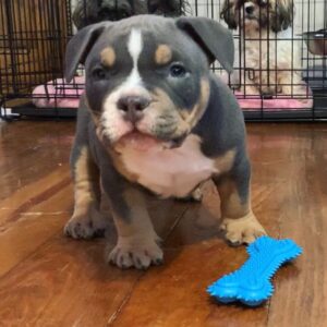 female American Pocket Bully Nala