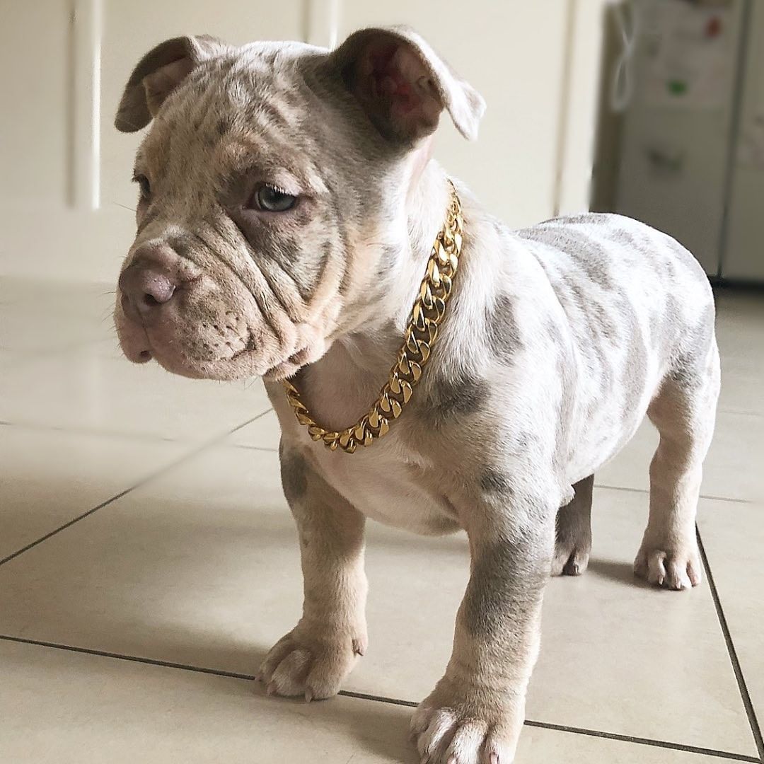 Name: Mia (Female)<br>Breed:  American Standard Bully