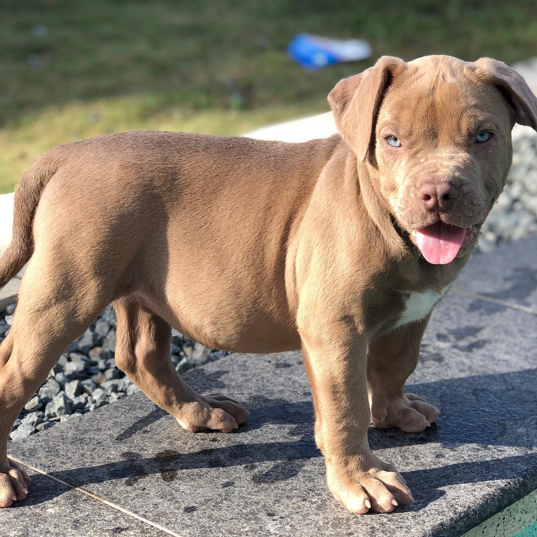 UKC Registered XL Bully Puppy