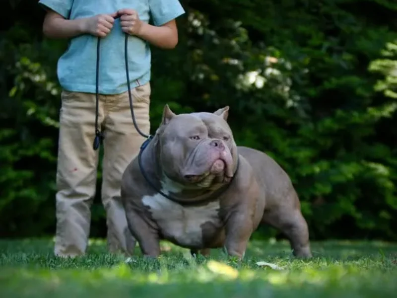 bully puppies